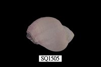 藏品(紫口珊瑚螺)的圖片